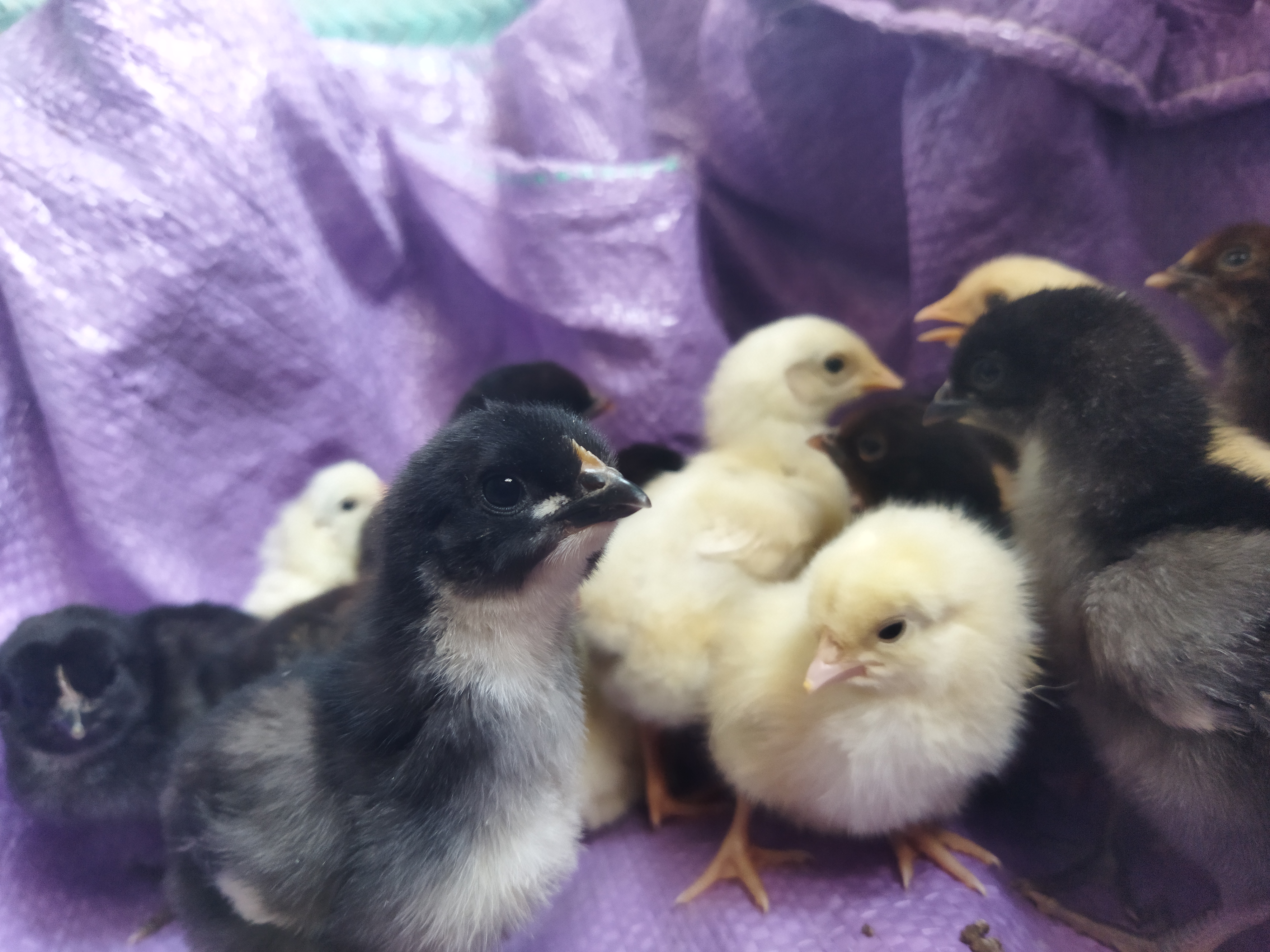 دجاج عمره 10 أيام