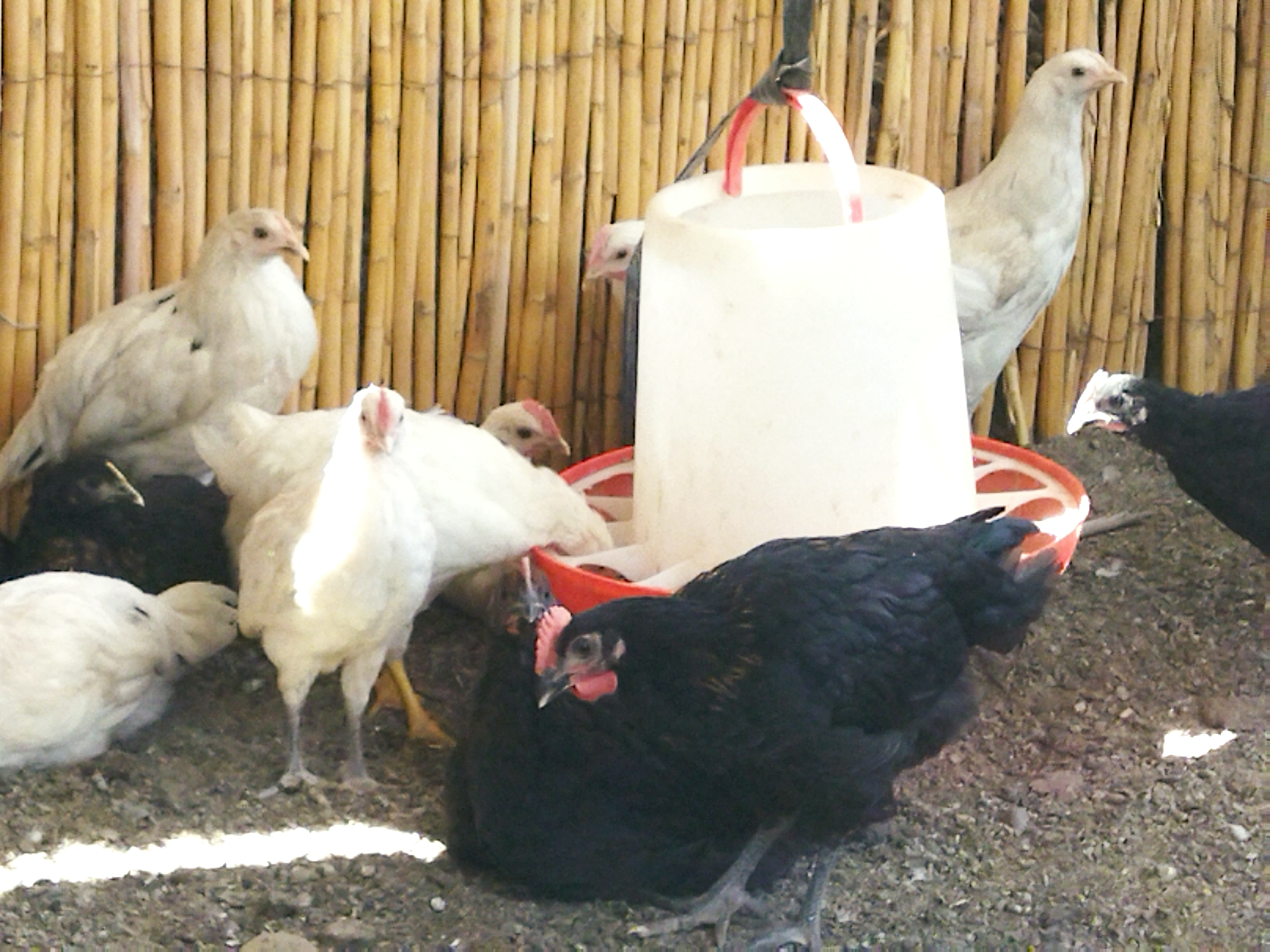 دجاج عمره 60 يومًا